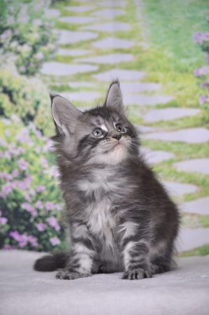 Image de la portée de chaton de l'élévage Devil inside&rsquo;s
