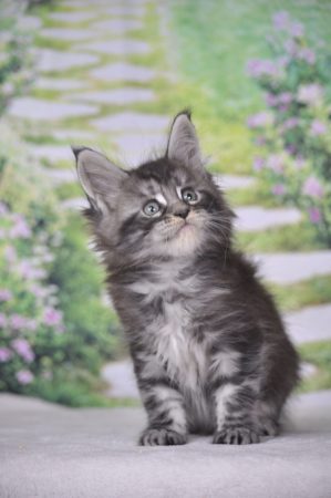 Image de la portée de chaton de l'élévage Devil inside&rsquo;s