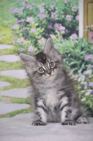 Image de la portée de chaton de l'élévage Devil inside&rsquo;s