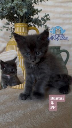 Image de la portée de chaton de l'élévage Chatterie Des Daifuku Coon