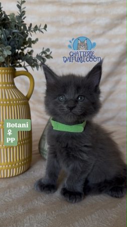 Image de la portée de chaton de l'élévage Chatterie Des Daifuku Coon