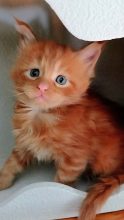 Chatons d'apparence Maine coon à vendre chez l'éleveur KALISTE DIVINE