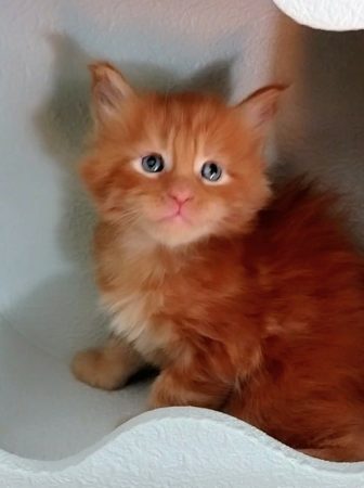 Image de la portée de chaton de l'élévage KALISTE DIVINE