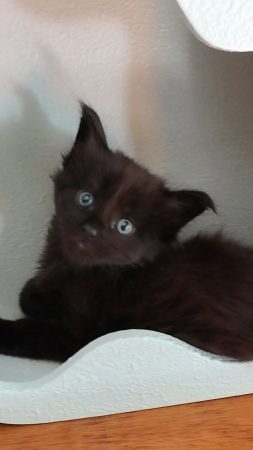 Image de la portée de chaton de l'élévage KALISTE DIVINE
