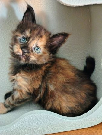 Image de la portée de chaton de l'élévage KALISTE DIVINE