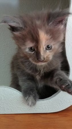 Image de la portée de chaton de l'élévage KALISTE DIVINE