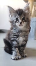 Chatons de race Maine coon à vendre chez l'éleveur CHATTERIE DE LA JETPET’S COON