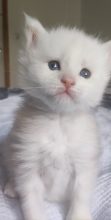 Chatons de race Maine coon à vendre chez l'éleveur CHATTERIE DE LA JETPET’S COON