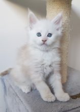 Chatons de race Maine coon à vendre chez l'éleveur CHATTERIE DE LA JETPET’S COON