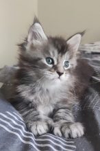 Chatons de race Maine coon à vendre chez l'éleveur CHATTERIE DE LA JETPET&rsquo;S COON