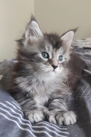 Image de la portée de chaton de l'élévage CHATTERIE DE LA JETPET&rsquo;S COON