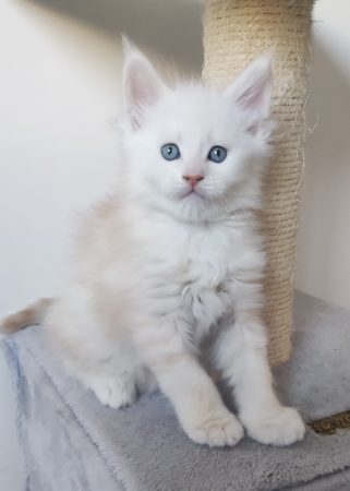 Image de la portée de chaton de l'élévage CHATTERIE DE LA JETPET&rsquo;S COON