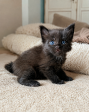 Chatons de race Maine coon à vendre chez l'éleveur MONTEZUMA BAY