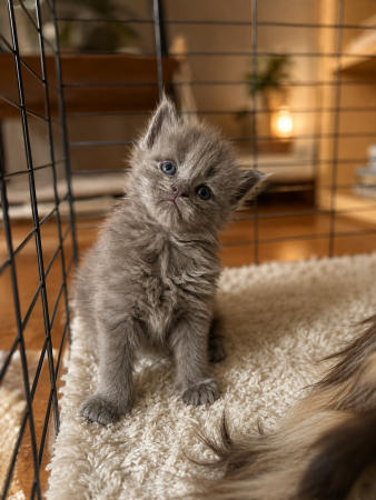 Image de la portée de chaton de l'élévage MONTEZUMA BAY