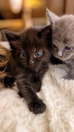 Image de la portée de chaton de l'élévage MONTEZUMA BAY