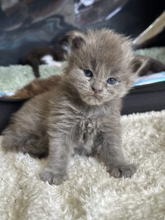 Image de la portée de chaton de l'élévage MONTEZUMA BAY