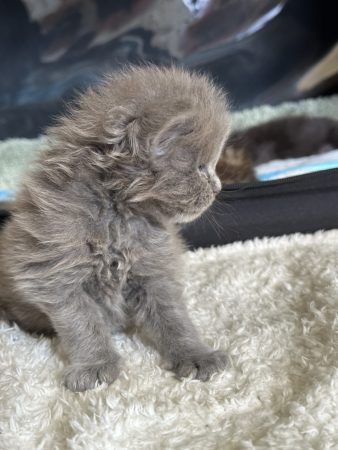 Image de la portée de chaton de l'élévage MONTEZUMA BAY