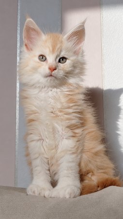 Image de la portée de chaton de l'élévage DU JARDIN D ABEL