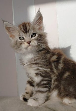 Image de la portée de chaton de l'élévage DU JARDIN D ABEL