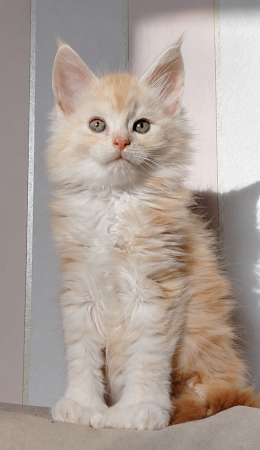 Image de la portée de chaton de l'élévage DU JARDIN D ABEL