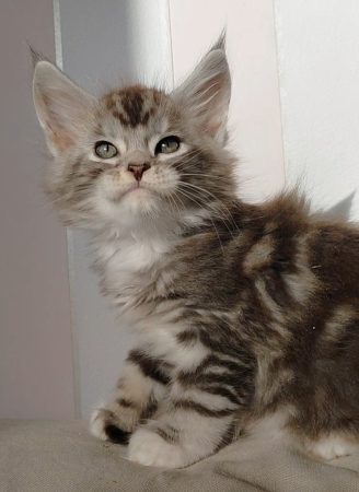 Image de la portée de chaton de l'élévage DU JARDIN D ABEL