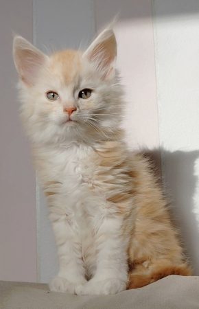 Image de la portée de chaton de l'élévage DU JARDIN D ABEL
