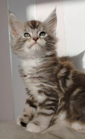 Image de la portée de chaton de l'élévage DU JARDIN D ABEL