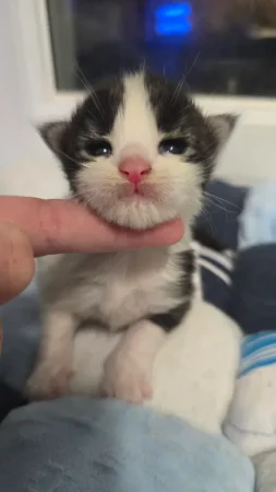 Image de la portée de chaton de l'élévage Wang No Yume