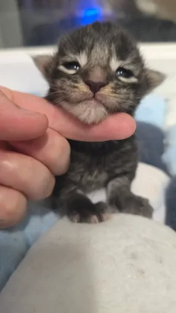 Image de la portée de chaton de l'élévage Wang No Yume