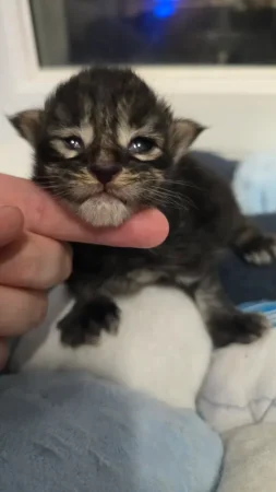 Image de la portée de chaton de l'élévage Wang No Yume