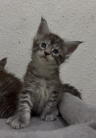 Image de la portée de chaton de l'élévage CHATTERIE DES PERLES GEANTES
