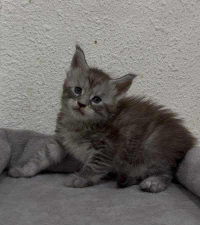 Image de la portée de chaton de l'élévage CHATTERIE DES PERLES GEANTES