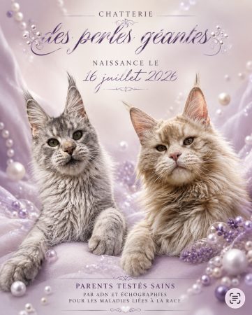Image de la portée de chaton de l'élévage CHATTERIE DES PERLES GEANTES