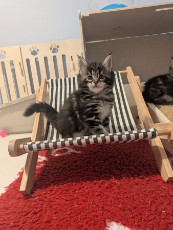 Image de la portée de chaton de l'élévage LA CHATTERIE DU CHACHOU DE MAMS