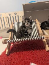 Chatons de race Maine coon à vendre chez l'éleveur LA CHATTERIE DU CHACHOU DE MAMS