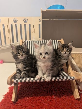 Image de la portée de chaton de l'élévage LA CHATTERIE DU CHACHOU DE MAMS