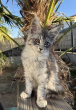 Chatons de race Maine coon à vendre chez l'éleveur LA CITE D ASGARDIA