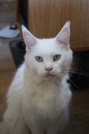 Image de la portée de chaton de l'élévage LA CHATTERIE DU LAURAGAIS