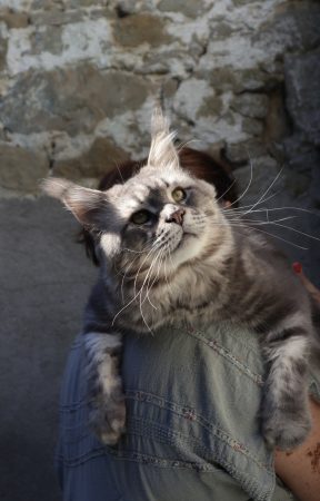 Image de la portée de chaton de l'élévage LA CHATTERIE DU LAURAGAIS