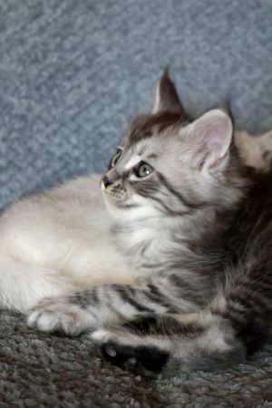 Image de la portée de chaton de l'élévage LA CHATTERIE DU LAURAGAIS
