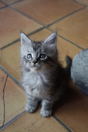 Image de la portée de chaton de l'élévage LA CHATTERIE DU LAURAGAIS