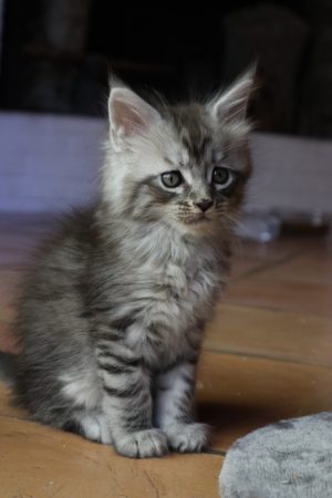 Image de la portée de chaton de l'élévage LA CHATTERIE DU LAURAGAIS
