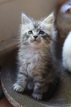Chatons de race Maine coon à vendre chez l'éleveur LA CHATTERIE DU LAURAGAIS