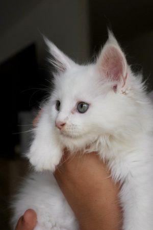 Image de la portée de chaton de l'élévage LA CHATTERIE DU LAURAGAIS