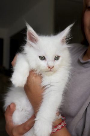 Image de la portée de chaton de l'élévage LA CHATTERIE DU LAURAGAIS