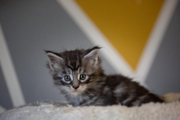Image de la portée de chaton de l'élévage Des baroucoons