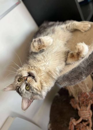 Image de la portée de chaton de l'élévage Des baroucoons