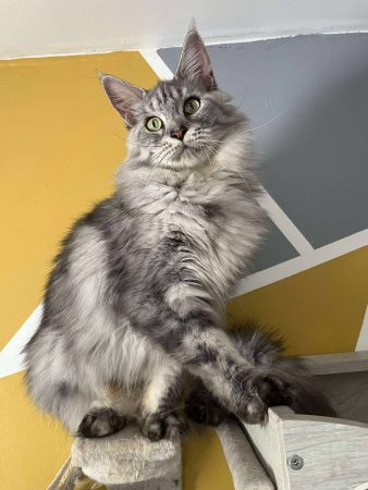 Image de la portée de chaton de l'élévage Des baroucoons