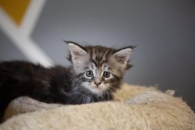 Chatons de race Maine coon à vendre chez l'éleveur Des baroucoons