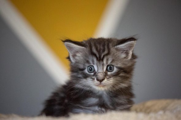 Image de la portée de chaton de l'élévage Des baroucoons
